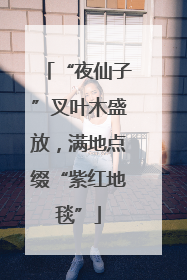 “夜仙子”叉叶木盛放，满地点缀“紫红地毯”