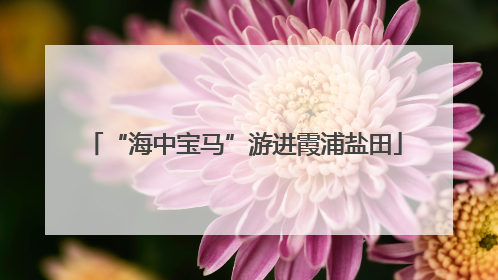 “海中宝马”游进霞浦盐田