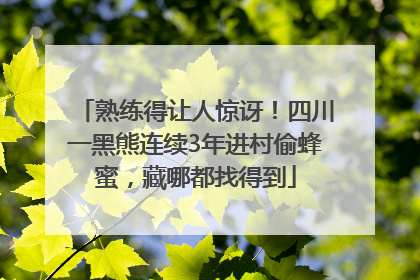 熟练得让人惊讶！四川一黑熊连续3年进村偷蜂蜜，藏哪都找得到