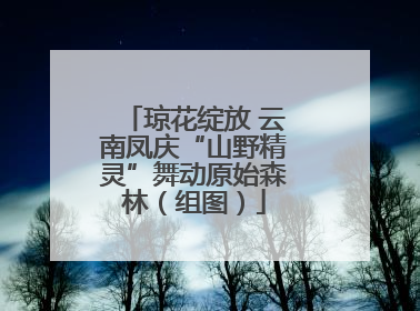 琼花绽放 云南凤庆“山野精灵”舞动原始森林（组图）