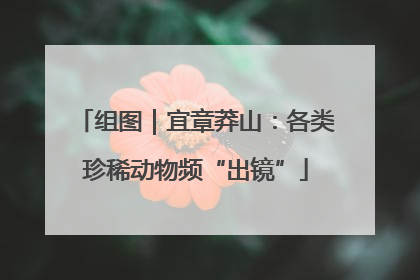 组图｜宜章莽山：各类珍稀动物频“出镜”