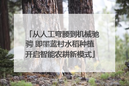 从人工弯腰到机械驰骋 即墨蓝村水稻种植开启智能农耕新模式