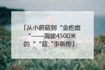 从小蘑菇到“金疙瘩“——海拔4500米的““菇“事新传