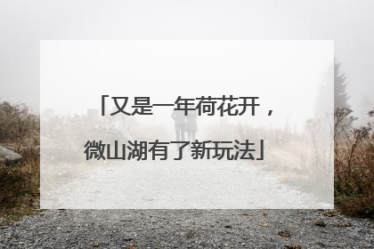 又是一年荷花开，微山湖有了新玩法