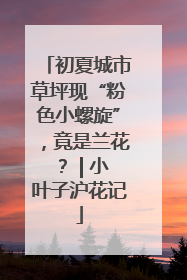 初夏城市草坪现“粉色小螺旋”，竟是兰花？ | 小叶子沪花记