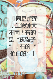 同是睡莲，生物钟大不同！有的是“夜猫子”，有的“值白班”