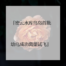 密云水库鸟岛首批幼鸟成功离巢试飞