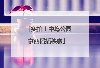 实拍！中坞公园京西稻插秧啦