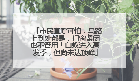 市民直呼可怕：马路上到处都是，门窗紧闭也不管用！白蚁进入高发季，但尚未达顶峰