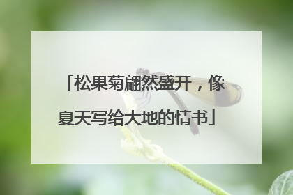 松果菊翩然盛开，像夏天写给大地的情书