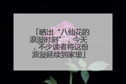 晒出“八仙花的浪漫时刻”，今天，不少读者将这份浪漫延续到家里