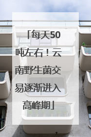 每天50吨左右！云南野生菌交易逐渐进入高峰期