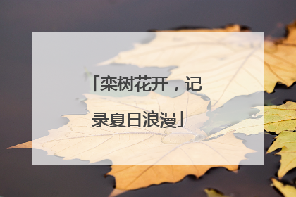 栾树花开，记录夏日浪漫