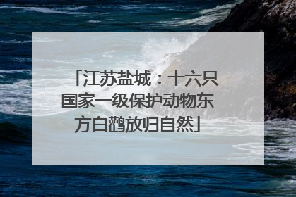 江苏盐城：十六只国家一级保护动物东方白鹳放归自然