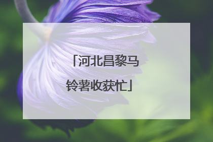 河北昌黎马铃薯收获忙