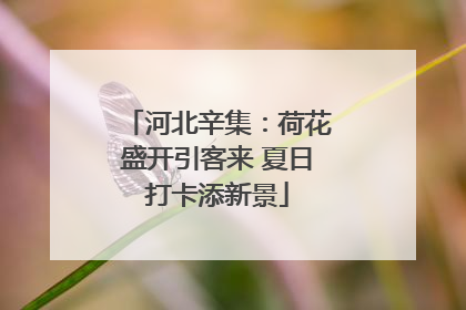 河北辛集：荷花盛开引客来 夏日打卡添新景