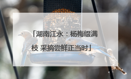 湖南江永：杨梅缀满枝 采摘尝鲜正当时