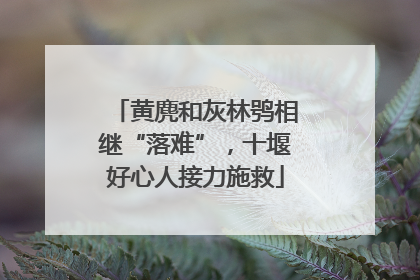 黄麂和灰林鸮相继“落难”，十堰好心人接力施救