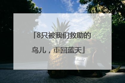 8只被我们救助的鸟儿，重回蓝天
